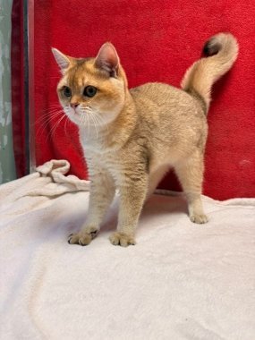 British Shorthair Perico De Logroño A