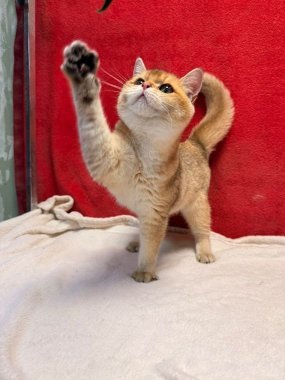 British Shorthair Perico De Logroño B