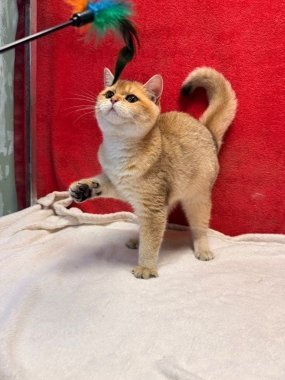 British Shorthair Perico De Logroño D