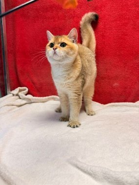 British Shorthair Perico De Logroño G