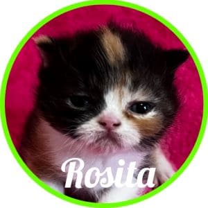 Gato_Rosita
