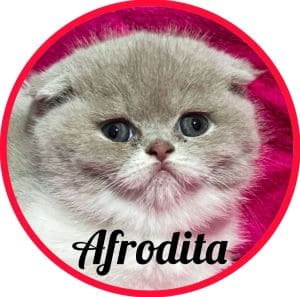 Gato_Afrodita