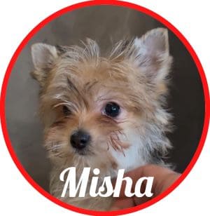 Maltipoo_Melodia