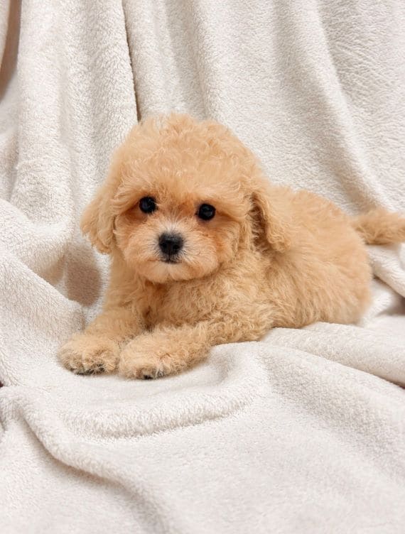 Maltipoo_Blanca_A