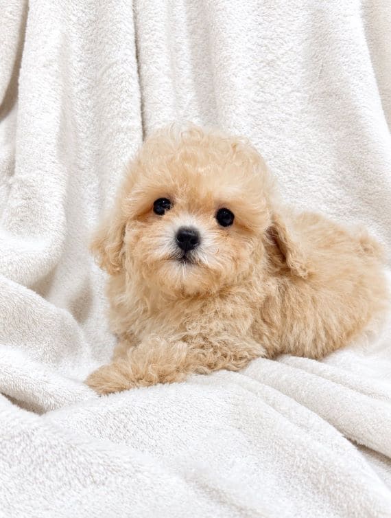 Maltipoo_Blanca_D