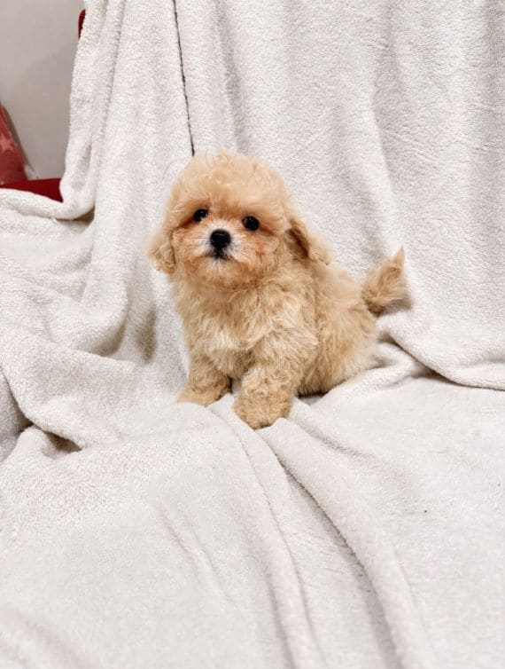 Maltipoo_Blanca_E
