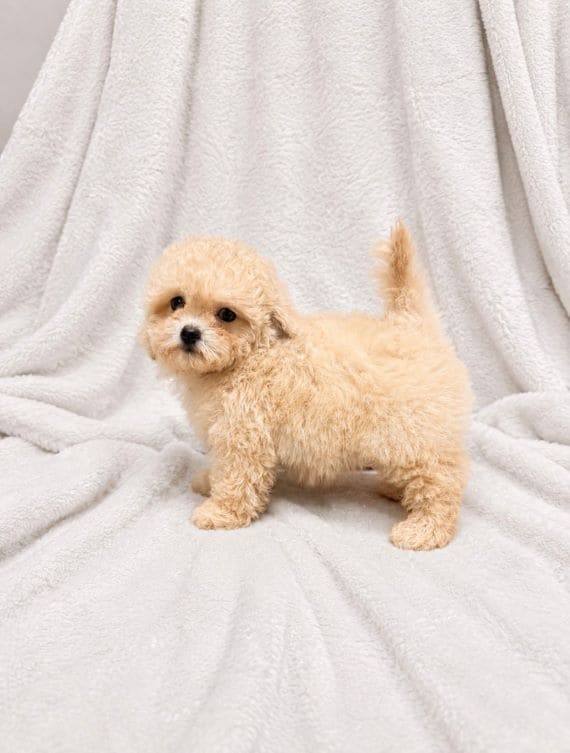 Maltipoo_Blanca_F