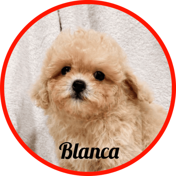Maltipoo Blanca