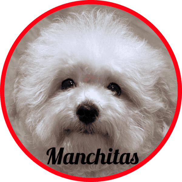 Maltipoo Manchitas