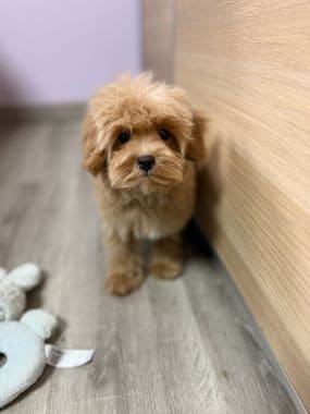 Maltipoo_Melodía_D
