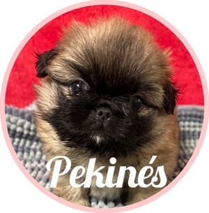 Pekinéss 