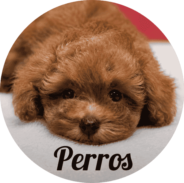 Perros