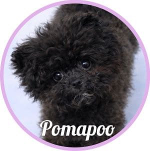 Pomapoo