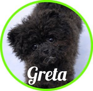 Pomapoo Greta