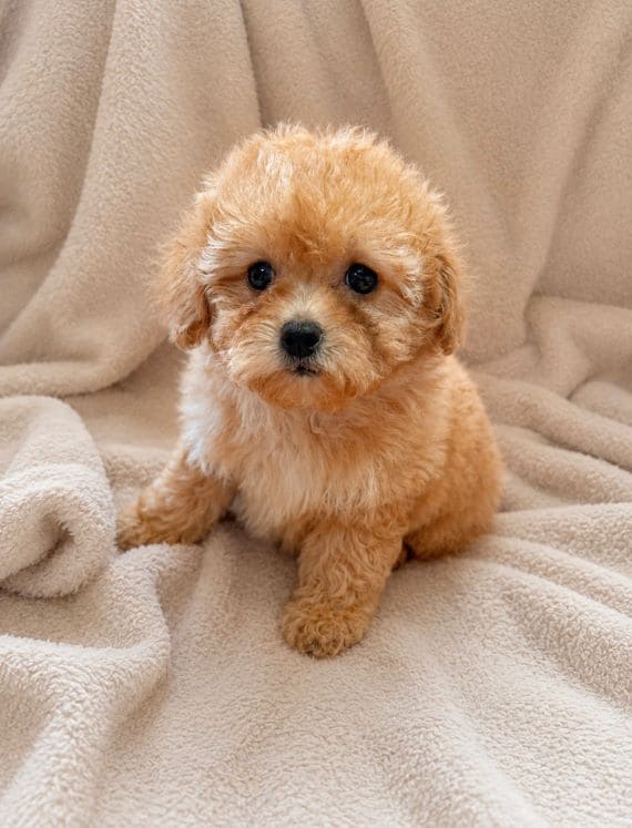 Shihpoo_Federico_A