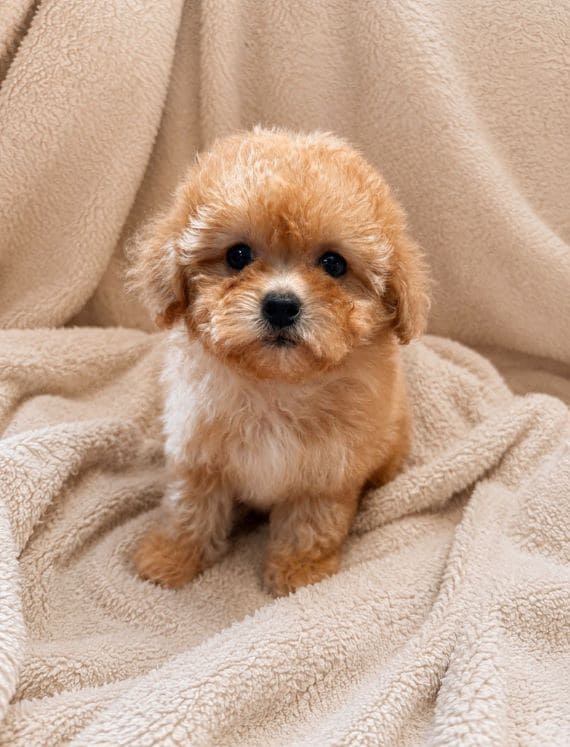 Shihpoo_Federico_B