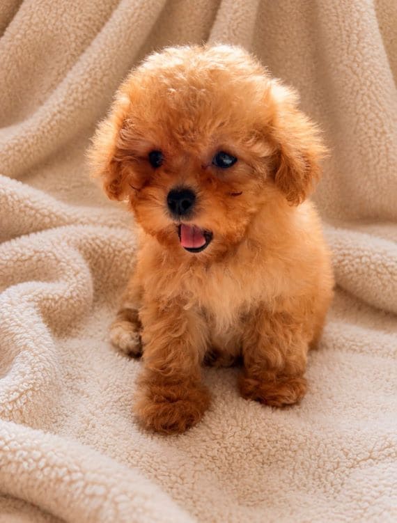Shihpoo_Federico_C