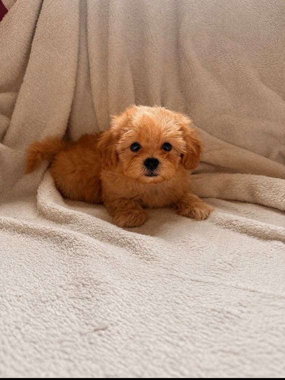 Shihpoo_Federico_D