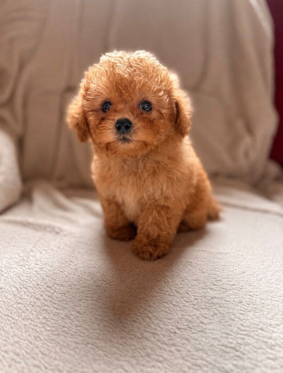 Shihpoo_Federico_E