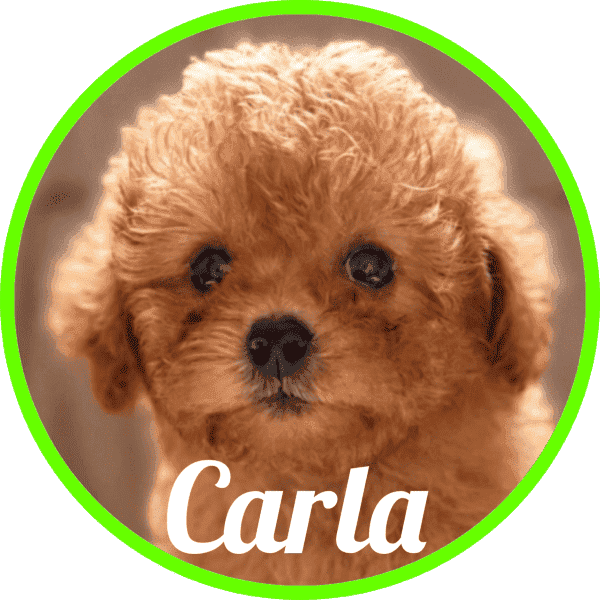 Shihpoo Carla