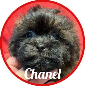 Shihpoo_Chanel
