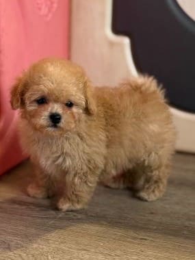 Shihpoo_Deva_A