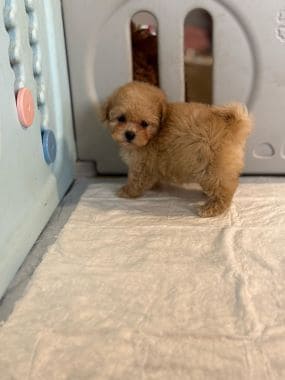 Shihpoo_Deva_B