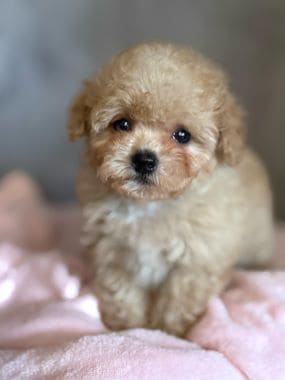 Shihpoo_Deva_D