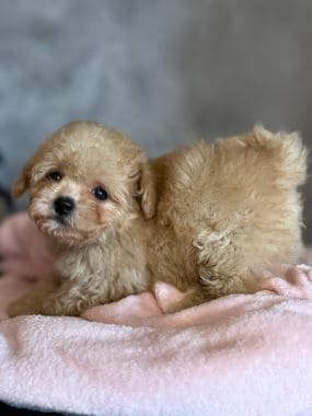 Shihpoo_Deva_E