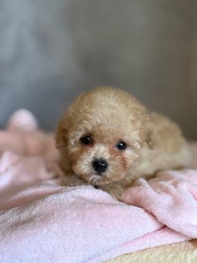 Shihpoo_Deva_F