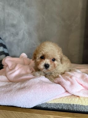Shihpoo_Deva_G
