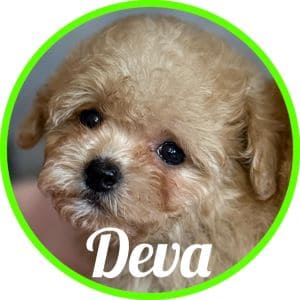 Shihpoo_Elsa