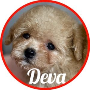 Shihpoo_Deva