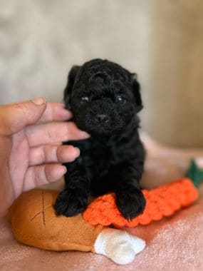 Shihpoo_Rio_A