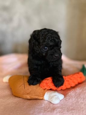 Shihpoo_Rio_B