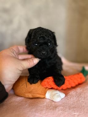 Shihpoo_Rio_D