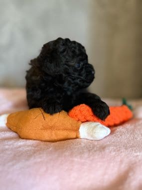 Shihpoo_Rio_E