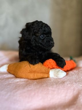 Shihpoo_Rio_F