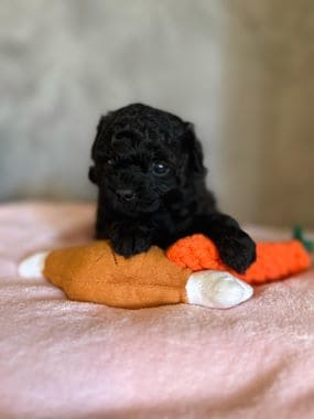 Shihpoo_Rio_G