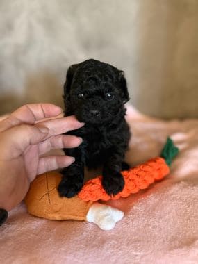 Shihpoo_Rio_H