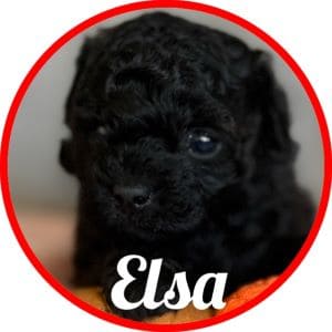 Shihpoo_Elsa