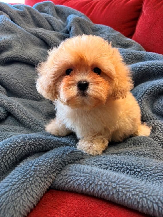 Shihpoo_Federico_G