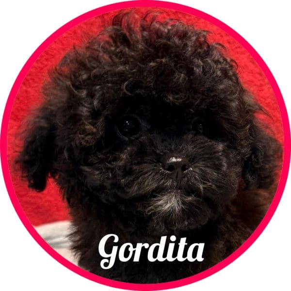 Shihpoo Gordita