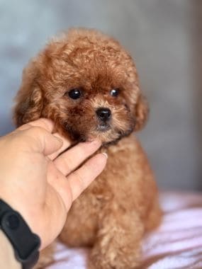 Caniche_Gracia_A