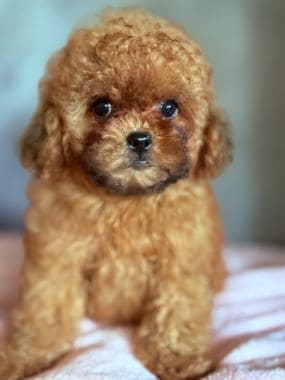 Caniche_Gracia_B