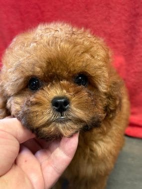 Caniche_Gracia_E