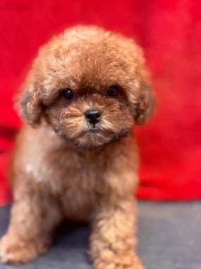 Caniche_Gracia_F