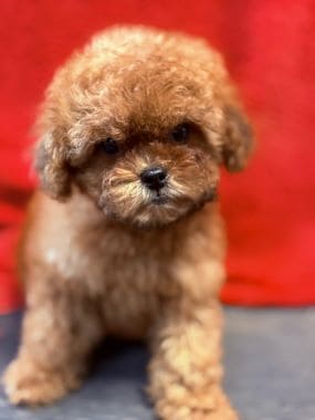 Caniche_Gracia_G