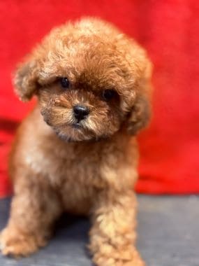Caniche_Gracia_H