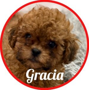 Shihpoo_Gracia
